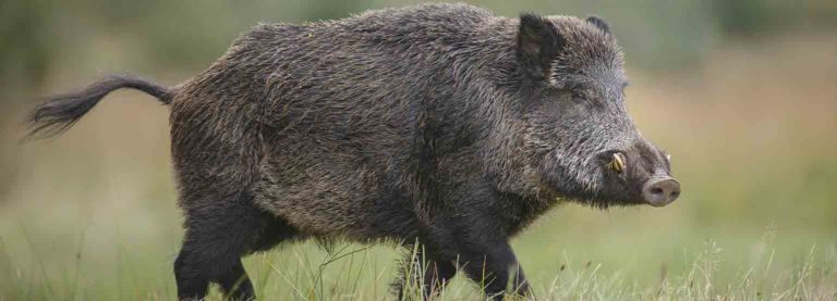 ASP-Wildschwein